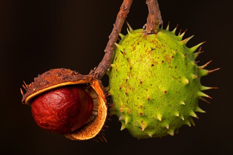 Assorted Superfoods